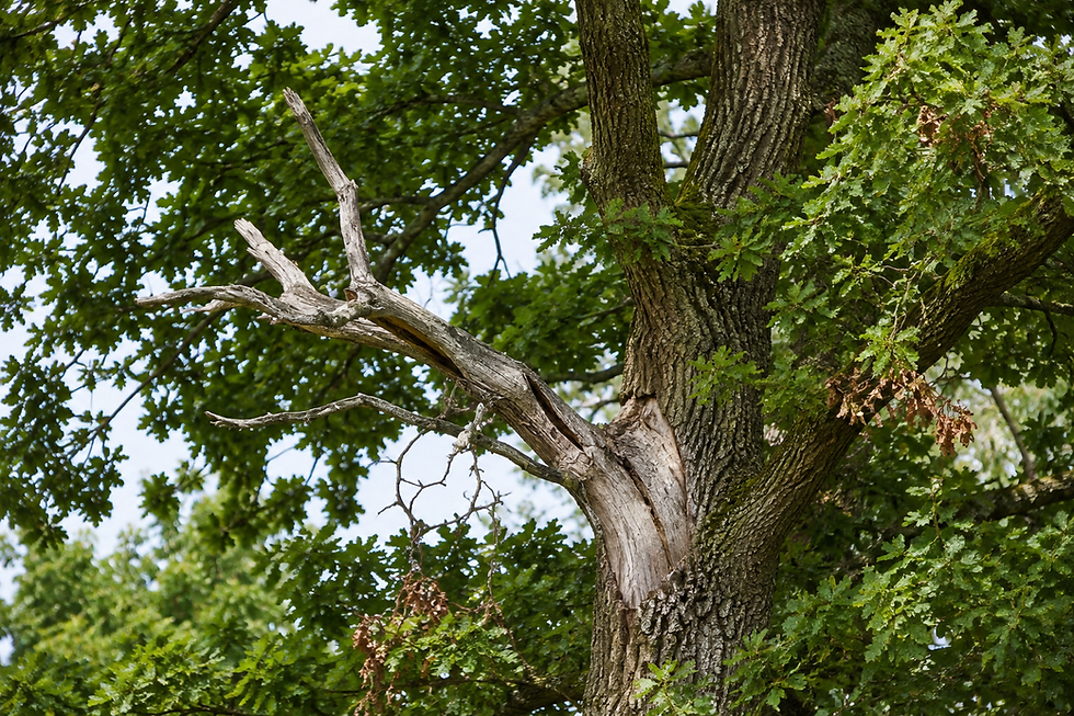 dead wood in a tree