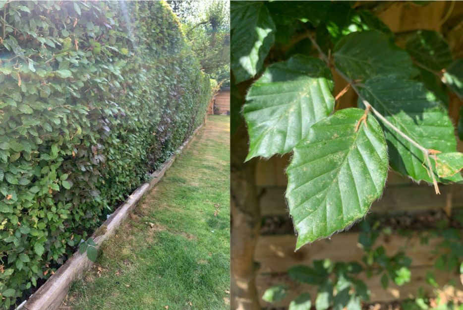 picture of a beech hedge/tree and its leaf