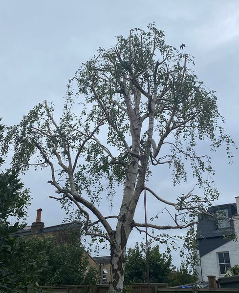 silver birch reduction