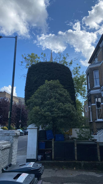 shaped conifer tree