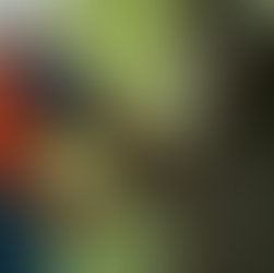 A Homeowner’s Guide to Tree Pruning: What to Expect