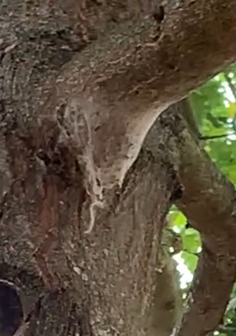 OPM (Oak Processionary Moth) nest nestled on the bark of an oak tree.
