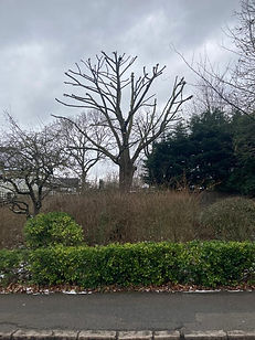 tree reducing, tadworth