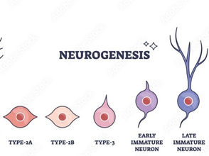 🧠 You as an Adult, Can Grow New Brain Cells. Here's How!