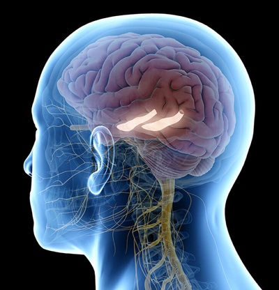 When the hippocampi are damaged, memory formation and retrieval can both be affected.