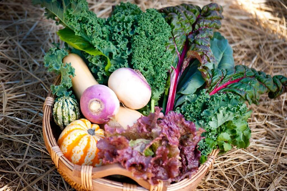 Keto-Friendly Vegetables for Your Fall Garden