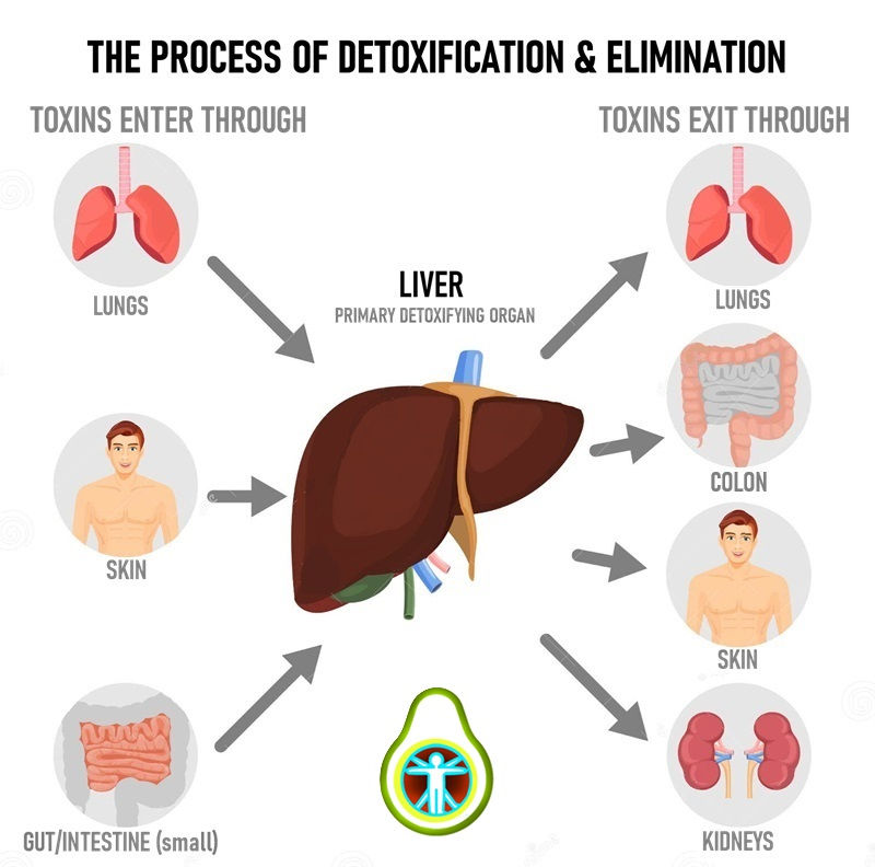 🥗 Detox as Restoration: Rebuilding Health Through Simplicity, Nourishment, and Metabolic Relief