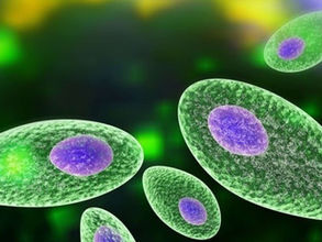 Toxoplasma Gondii: The Sneaky Parasite That Affects the Brain and Behavior