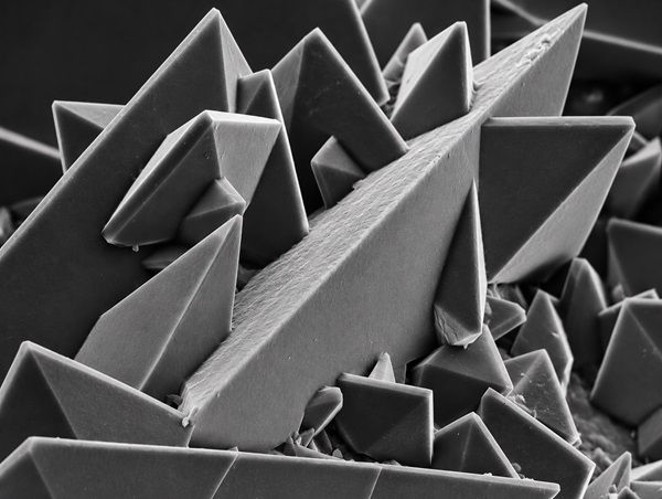 Calcium oxalate crystals viewed under a scanning electron microscope (SEM).