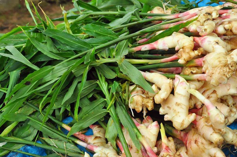 🌿 Ginger: The Zesty Super-Rhizome