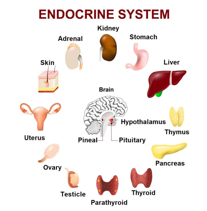 "Major" endocrine glands and secondary endocrine organs.