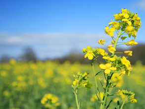 🛢️🥗 “Canola” Oil Is The Acronym For Rapeseed Oil