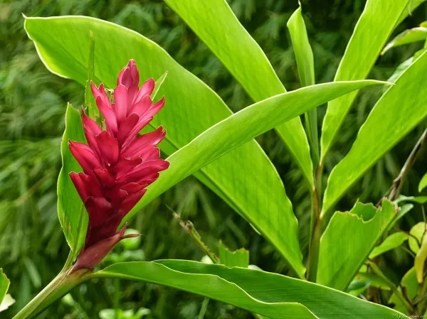 Ginger is native to southeast Asia. Its medicinal and culinary use dates back to ancient China.