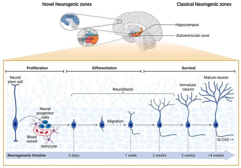This illustration has been published in the Special October 2022 Issue of Frontiers in Neurogenesis