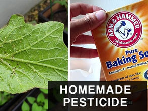 Natural Non-Toxic Way of Dealing With Weeds