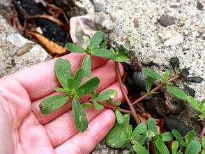 Purslane: A Closer Look