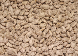white mountain II pinto beans and production contract