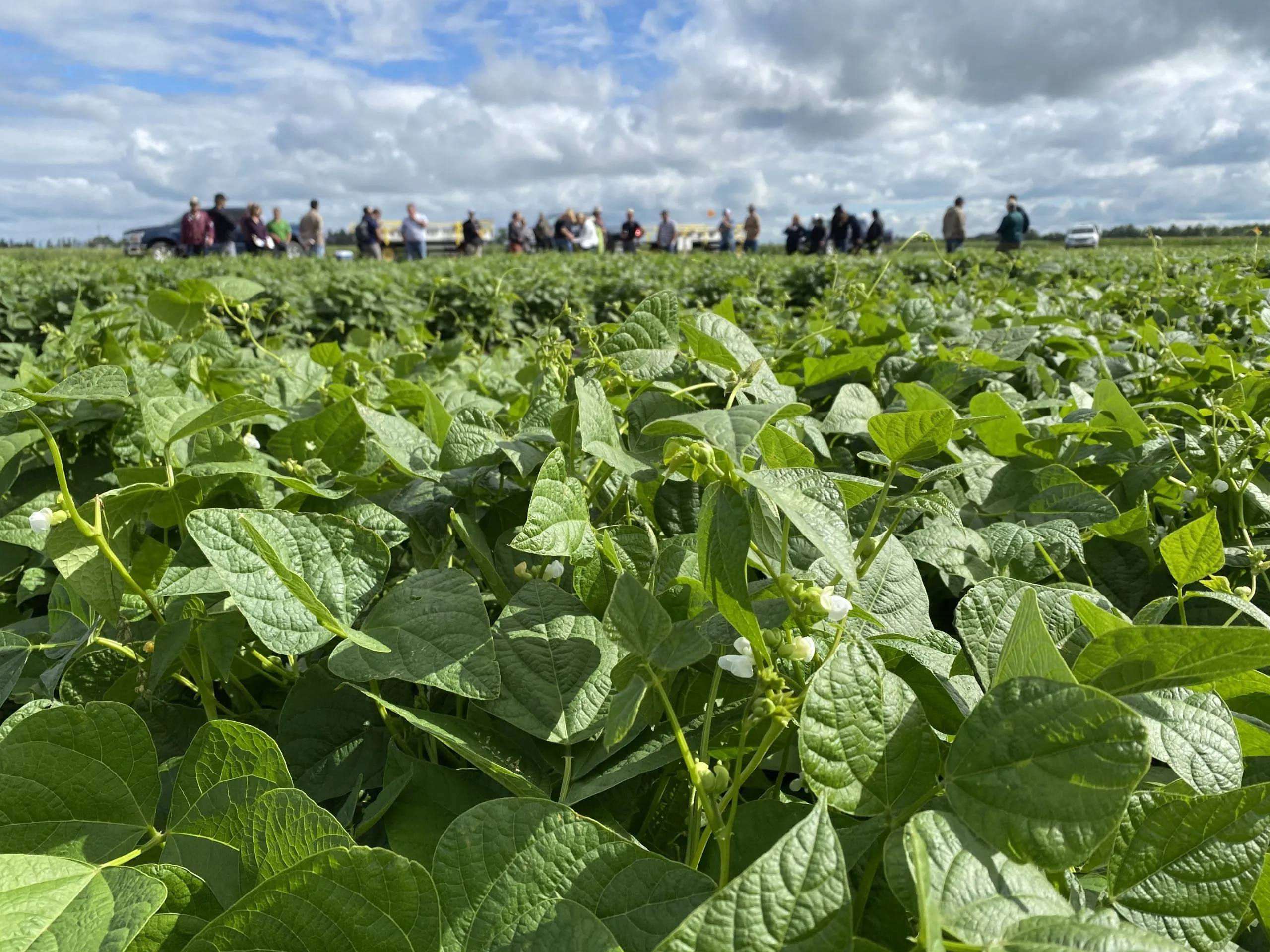 Video of a crop tour and filed of beans