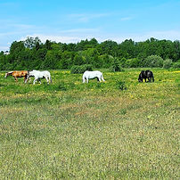 IMG_2485.JPG