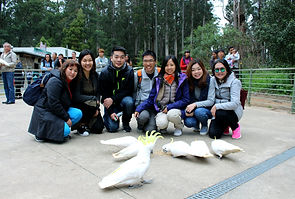 Melbourne Local tour Chinese, Melbourne Chinese Tour, Melbourne Chinese Day Tour, Melbourne Cantonese Day Tour, Philip Island, Melbourne day tour, Melbourne day tours, Melbourne Local Tour, Melbourne Chinese Tour, Melbourne Chinese Day Tour,