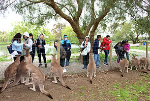 Melbourne Local tour, Melbourne Chinese Tour, Melbourne Chinese Day Tour, Melbourne Cantonese Day Tour, Melbourne Local Tour, Melbourne day tour, Melbourne day tours, Puffing Billy, 墨爾本旅遊團,