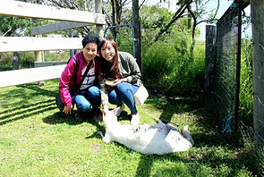 KK Melbourne tours, Melbourne Chinese Tour, Melbourne Chinese Day Tour, Melbourne Cantonese Day Tour, Melbourne day tour, Melbourne day tours, Melbourne Cantonese Tour, Philip Island, Melbourne day tour, Melbourne day tours, 墨爾本旅遊團,