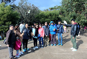Melbourne Local tour, Melbourne Chinese Tour, Melbourne Chinese Day Tour, Melbourne Chinese Day Tour, Melbourne Chinese Tour, Melbourne day tour, Melbourne day tours, Melbourne Cantonese Tour, 墨爾本 local tour, KK墨爾本旅遊團,