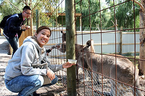 KK Melbourne tours, Philip Island, Melbourne day tour, Melbourne day tours, Puffing Billy, KK墨爾本旅遊團,