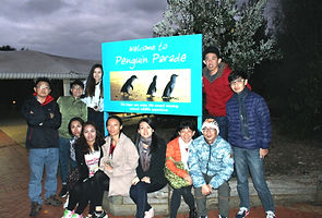 KK Melbourne tours, Melbourne Chinese Tour, Melbourne Chinese Day Tour, Melbourne Cantonese Day Tour, Melbourne day tour, Melbourne day tours, Melbourne Cantonese Tour, Philip Island, Melbourne day tour, Melbourne day tours, 墨爾本旅遊團,