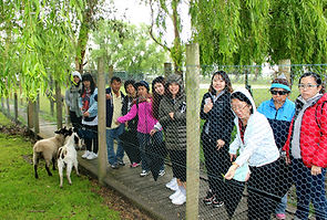 Melbourne Local tour Chinese, Melbourne Chinese Tour, Melbourne Chinese Day Tour, Melbourne Cantonese Day Tour, Philip Island, Melbourne day tour, Melbourne day tours, Melbourne Local Tour, Melbourne Chinese Tour, Melbourne Chinese Day Tour,