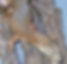 Almaden Storri Male_edited.jpg