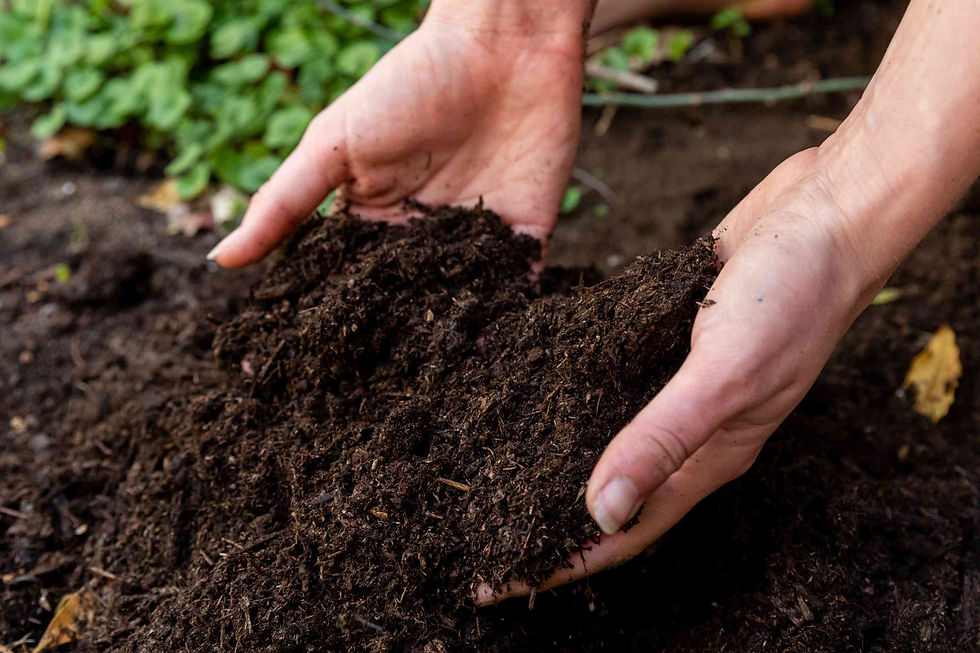 Compost concentrate Organic Soil Multi purpose for plants, vegetables, trees