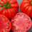 Thumbnail: Seeds Organic Zokopane Tomato