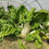 Thumbnail: Organic Heirloom Swiss Chard Green with White Stems Seeds -