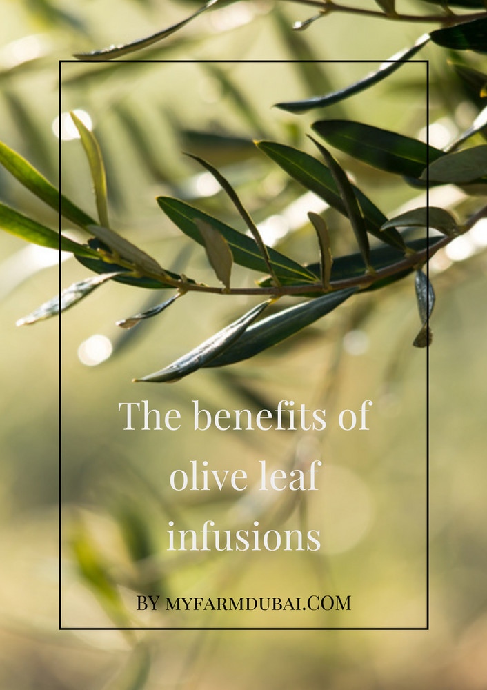Discover the benefits of olive leaves in infusion