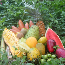 Authentic Jamaican Food Experience