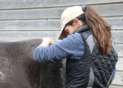Carole s'occupe d'un cheval