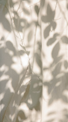 _Leaf Shadow On White Fabric_ by Stocksy Contributor _Haus Klaus_.png
