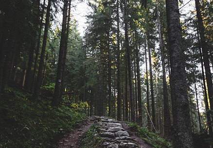 Hiking Path in Forest