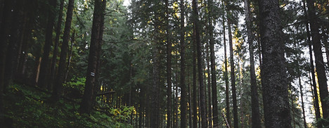 Hiking Path in Forest