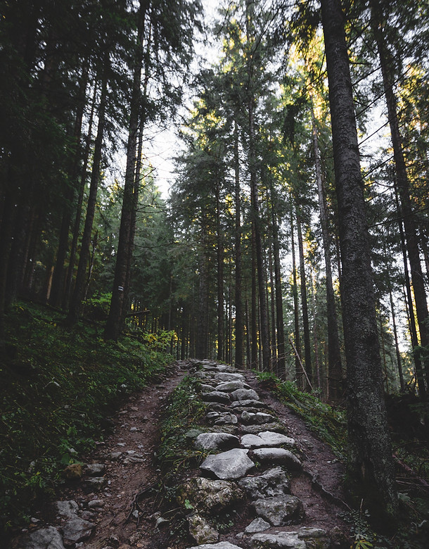 Hiking Path in Forest