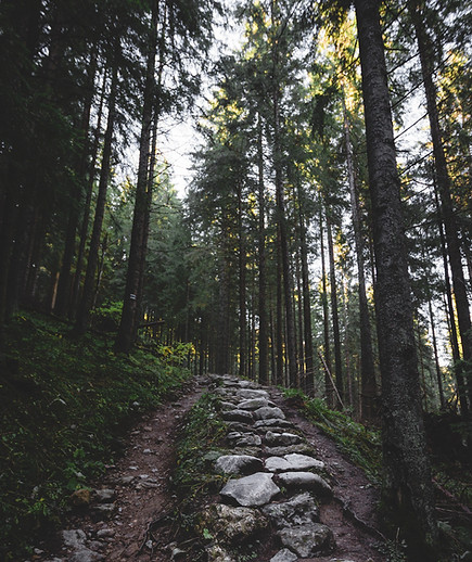 Hiking Path in Forest