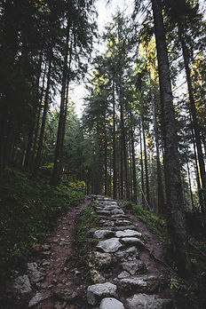 Forest Stone Path