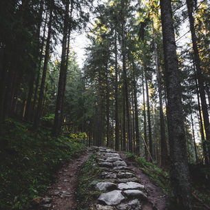 Three people with backpacks walk down a forest trail. Lush green trees surround them. One person has an arm around another.