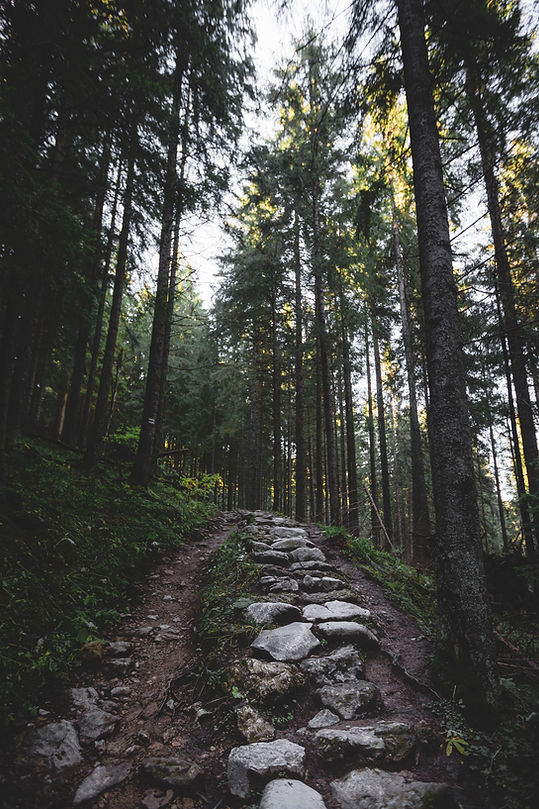 Forest Stone Path