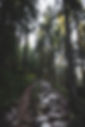 Hiking Path in Forest