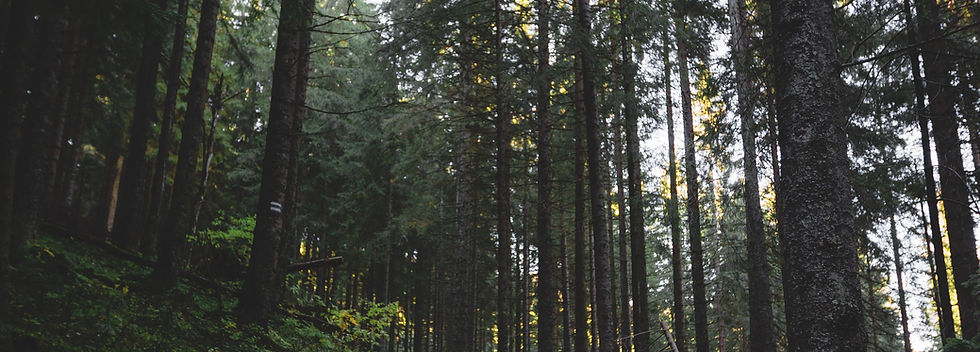 Hiking Path in Forest
