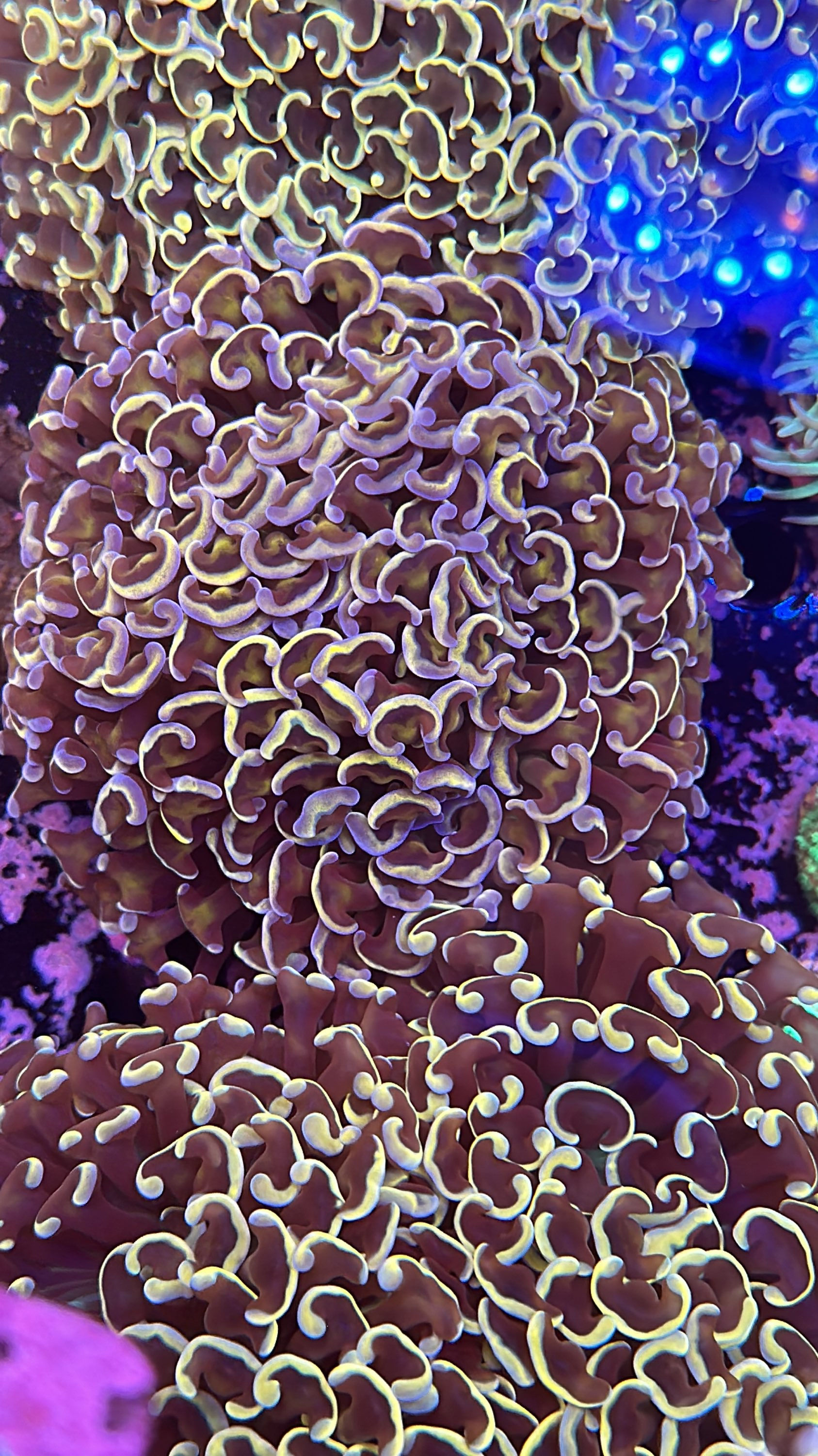 Rainbow Hammer Coral Wall