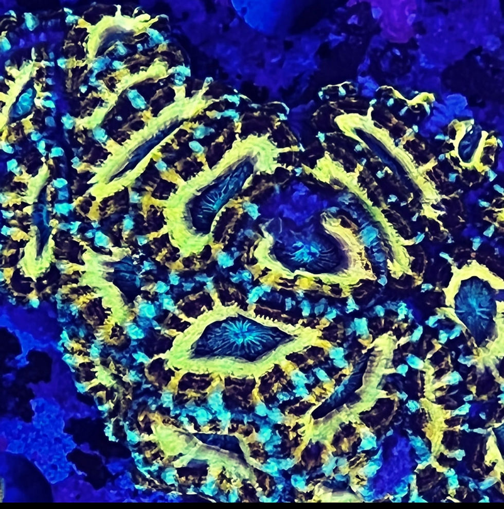 Thumbnail: Blue Eye Tyger Acan
