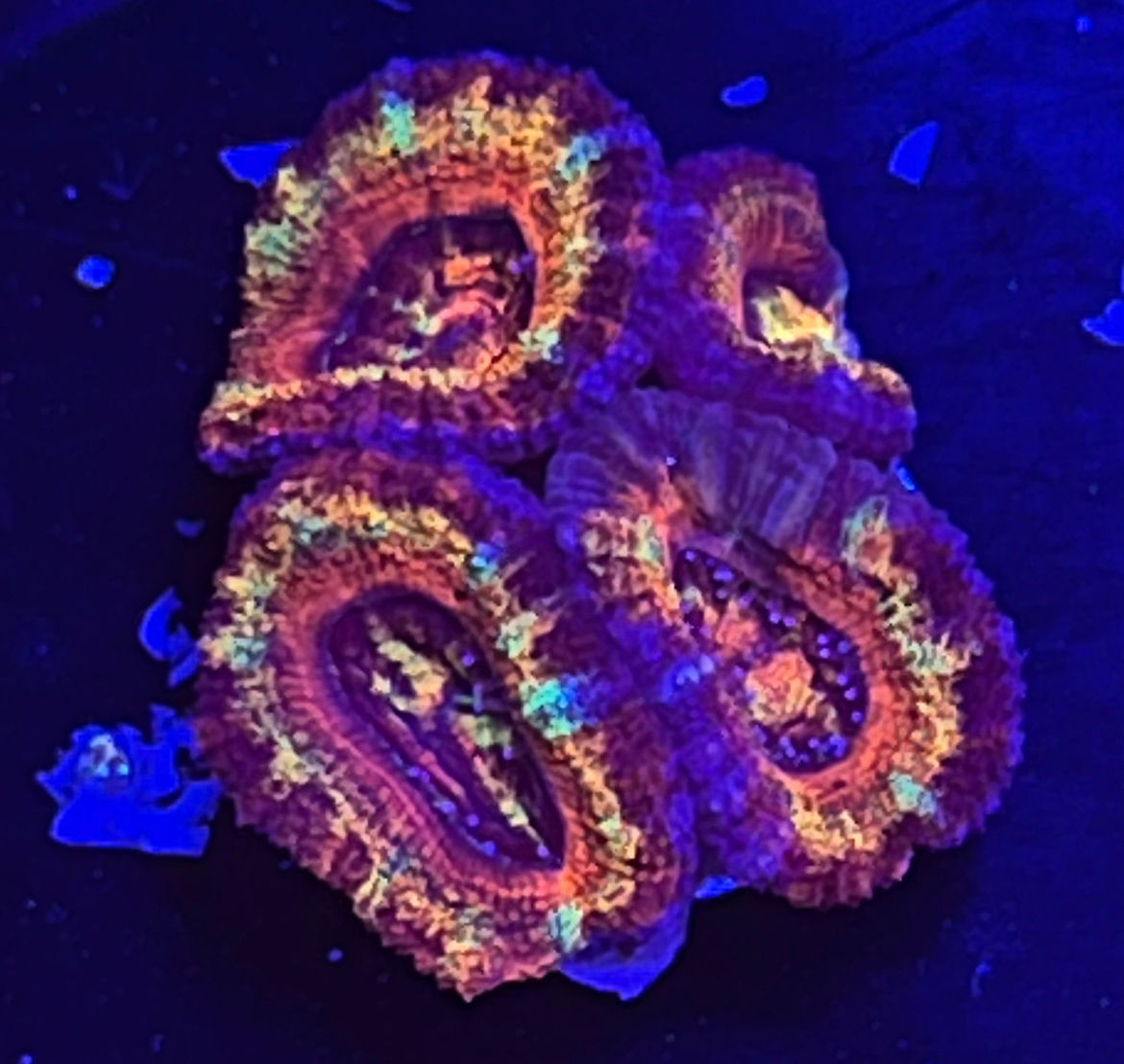 Rainbow Acan 